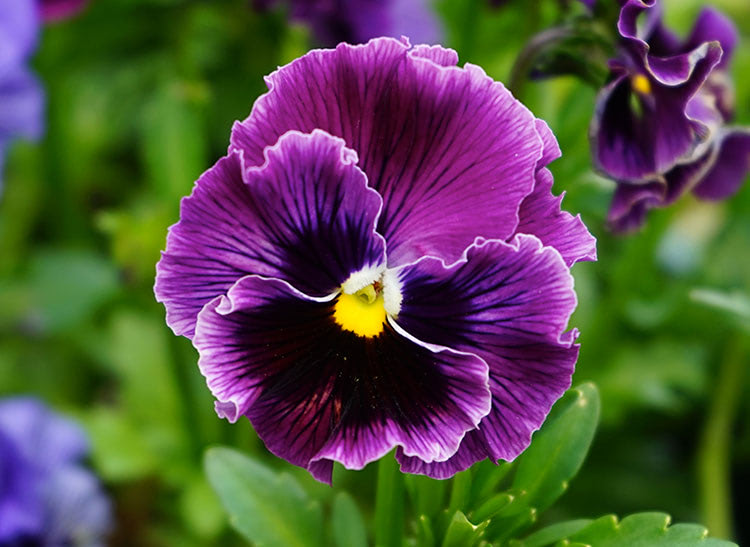 A vibrant purple pansy with a yellow center blooms amidst green foliage, featuring delicate ruffled petals and dark vein accents. Other similar flowers and greenery surround it.