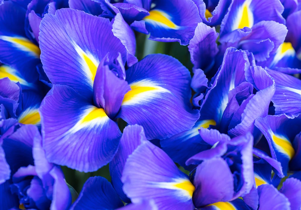 Vibrant purple irises with striking yellow and white accents bloom together closely, showcasing their intricate petals